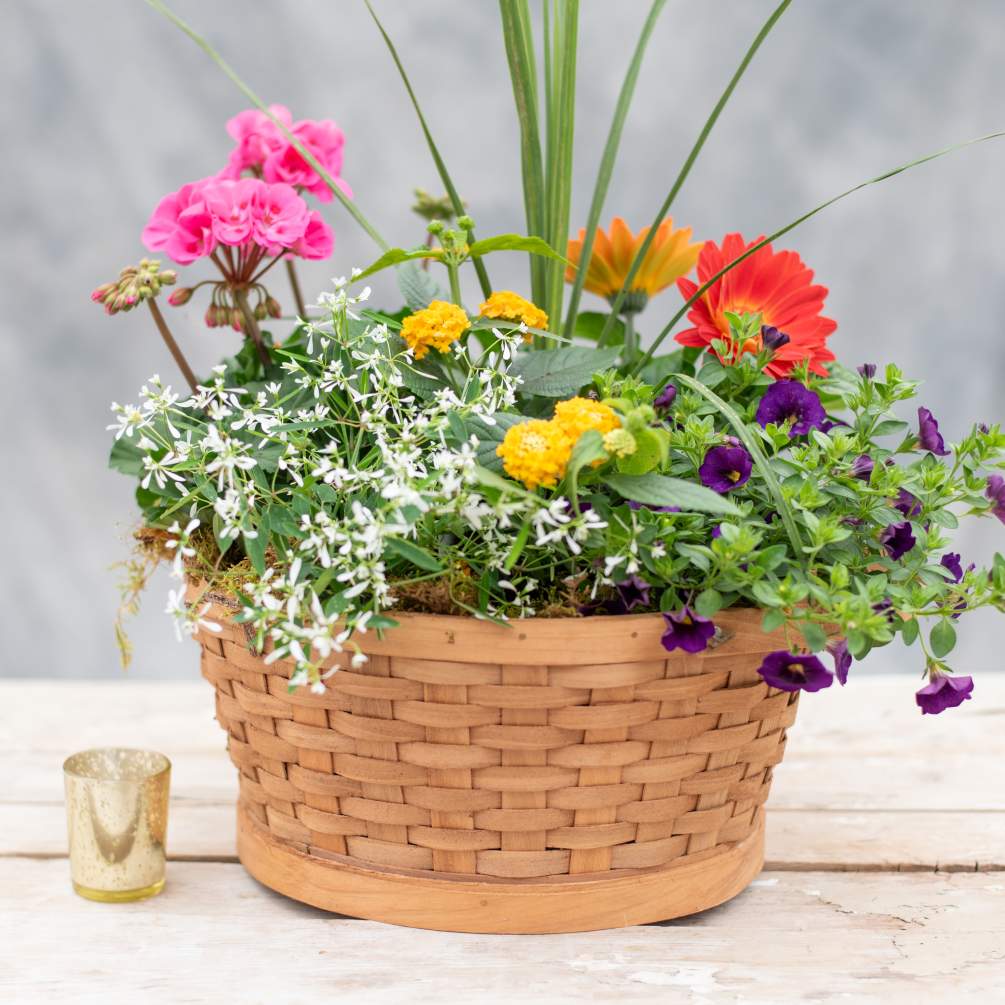 Large wicker basket overflowing with seasonal blooming and green plants thoughtfully chosen