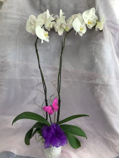A beautiful blooming orchid. With moss, a butterfly and a bright bow.