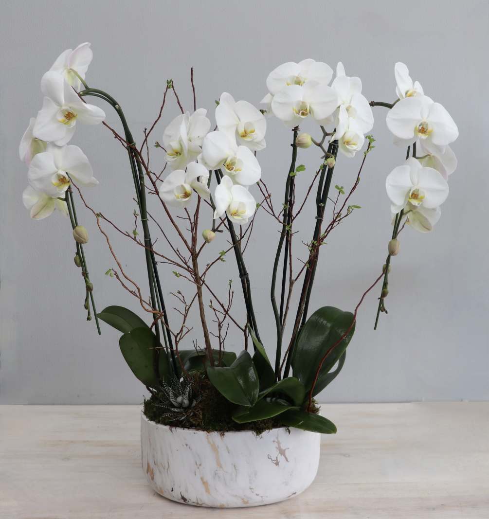 This orchid arrangement includes two double stem orchids paired with moss and