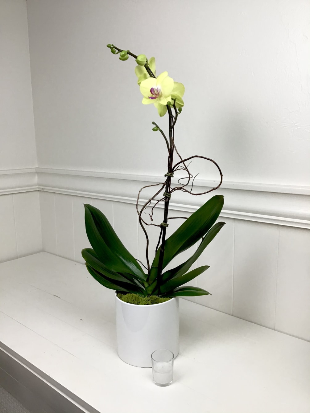 Single-stem pale yellow orchid planted in a white ceramic container, accented with
