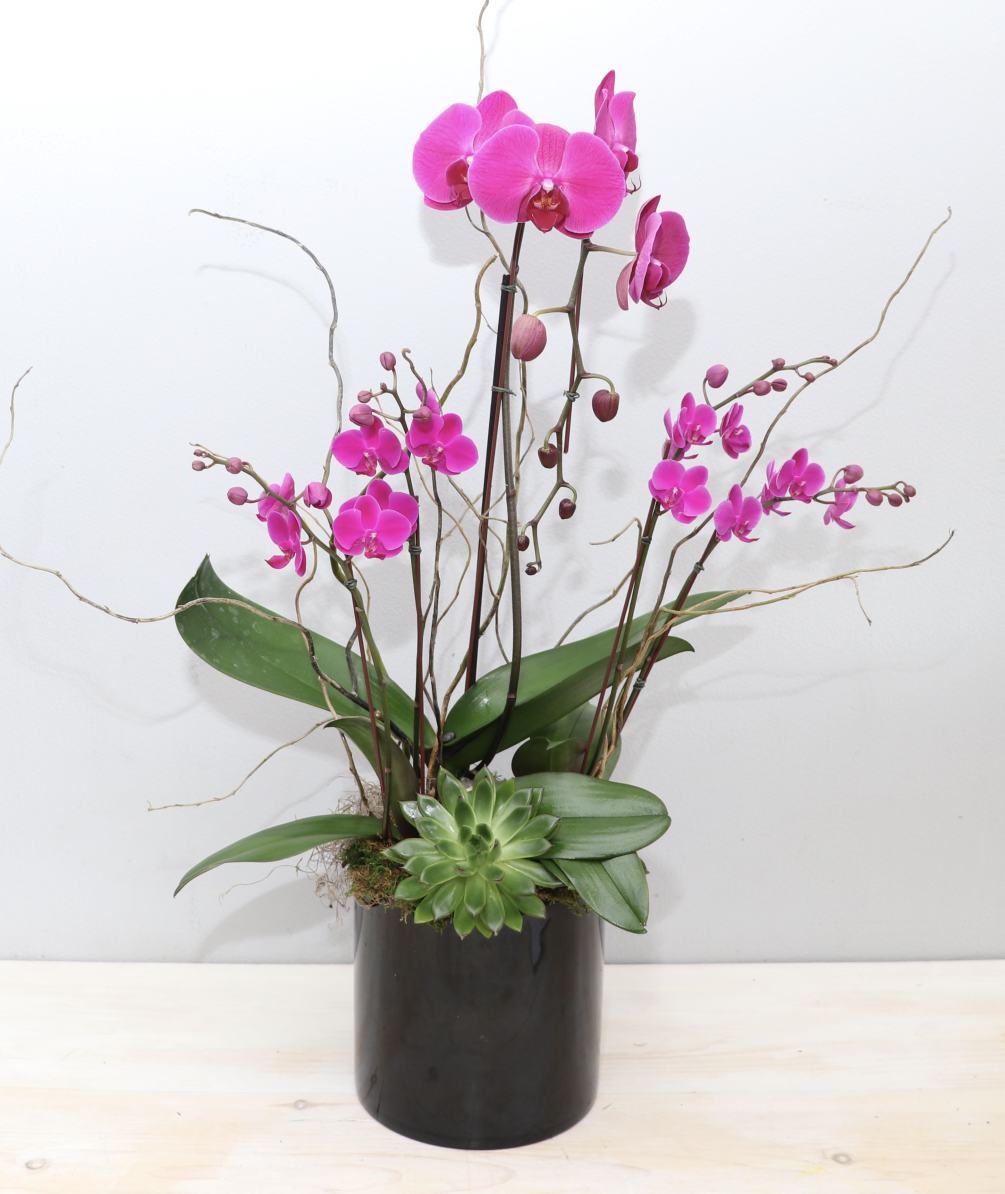 This orchid vase arrangement pairs a purple cascading orchid with two mini