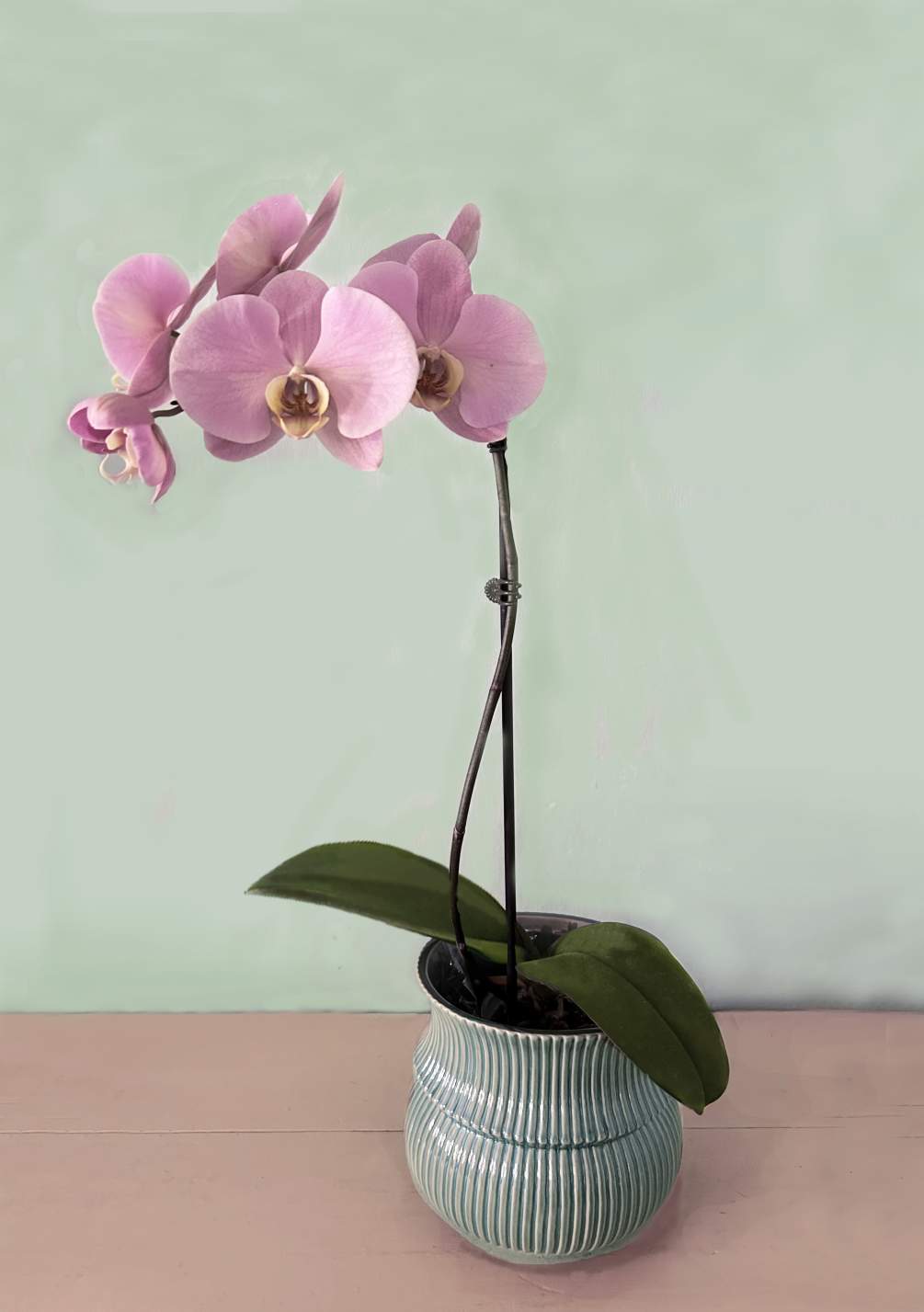 A very pretty mauve colored 1 stemmed Phalaenopsis orchid of the best