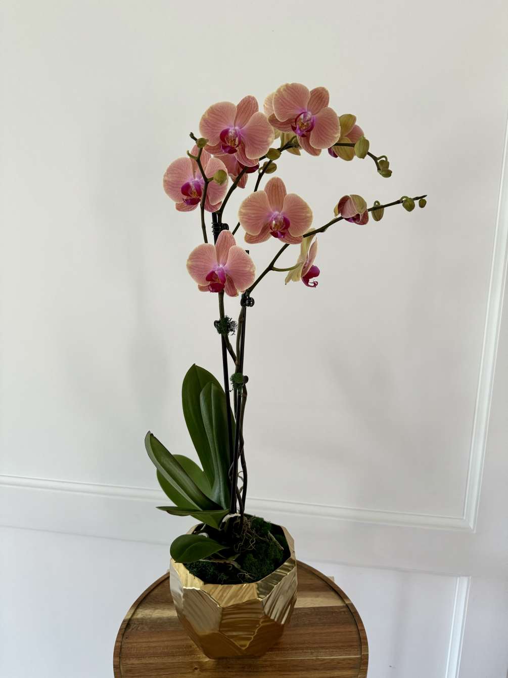Not sure what to get someone? A beautiful orchid is the perfect