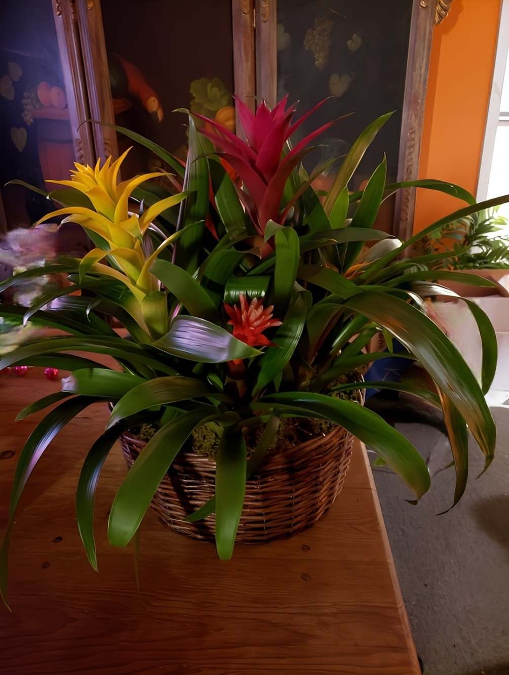 Three Bright Tropical Bromeliad Plants Presented in a Garden Style Basket
