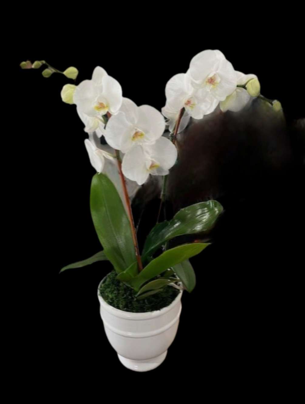 What a gorgeous, elegant gift to send!  White Phalaenopsis Orchid Plant
