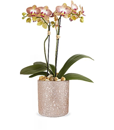 Embrace elegance with Teleflora&#039;s Blooming Briliant cylinder, a perfect match for an