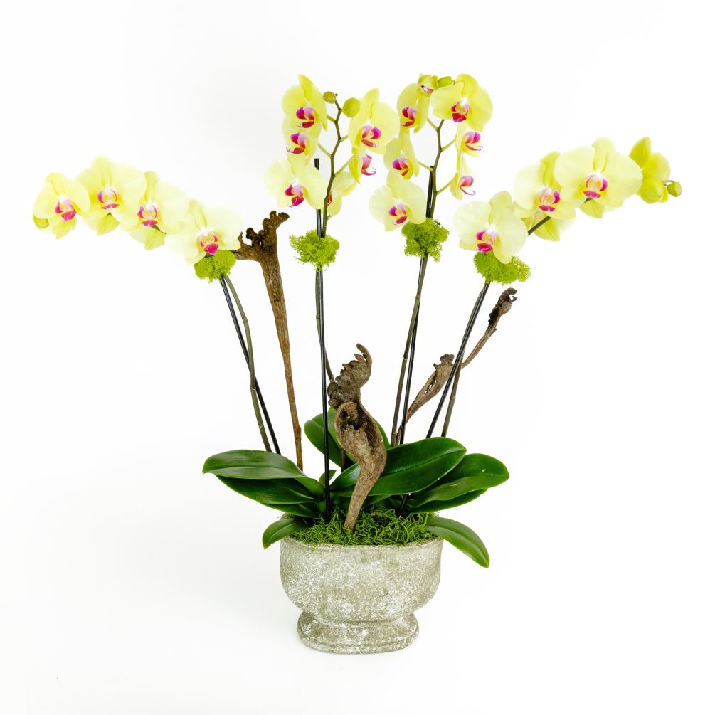 Bring spring to life with a gorgeous stone container bursting with beautiful