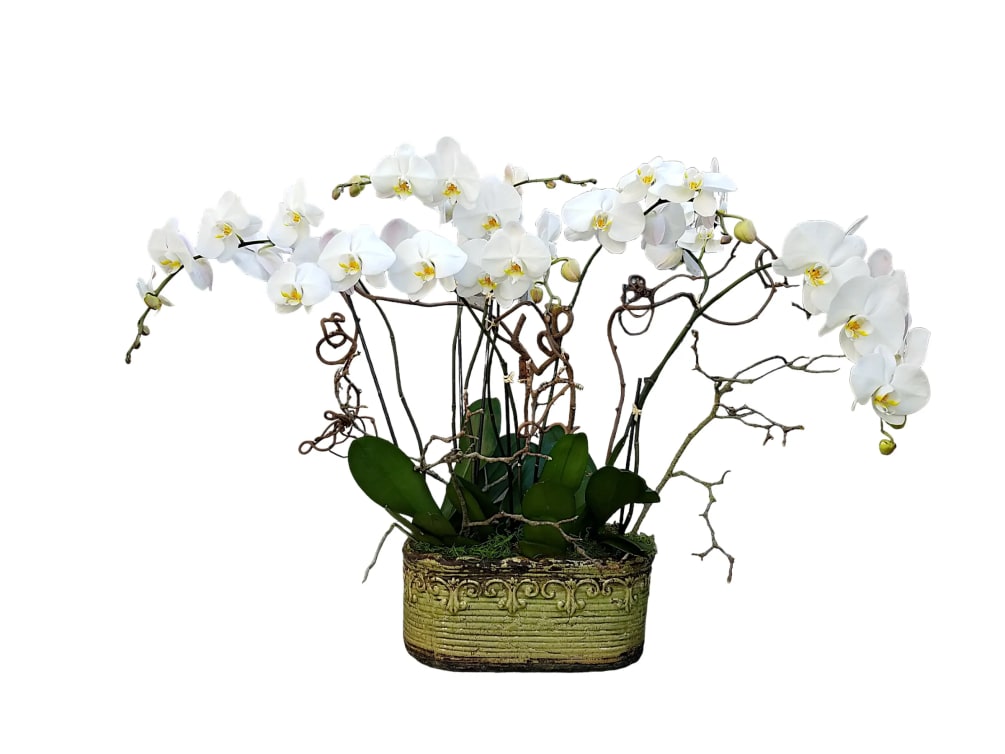 Three beautiful and large double white phalaenopsis orchids in a rustic green