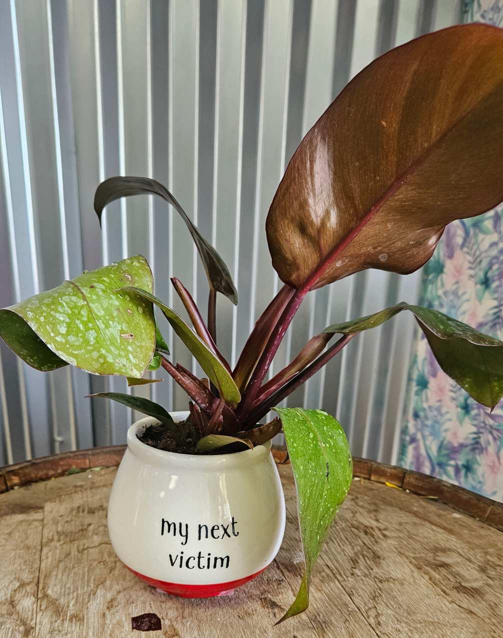 Red Congo Philodendron in a Snarky pot. Do you love plants but
