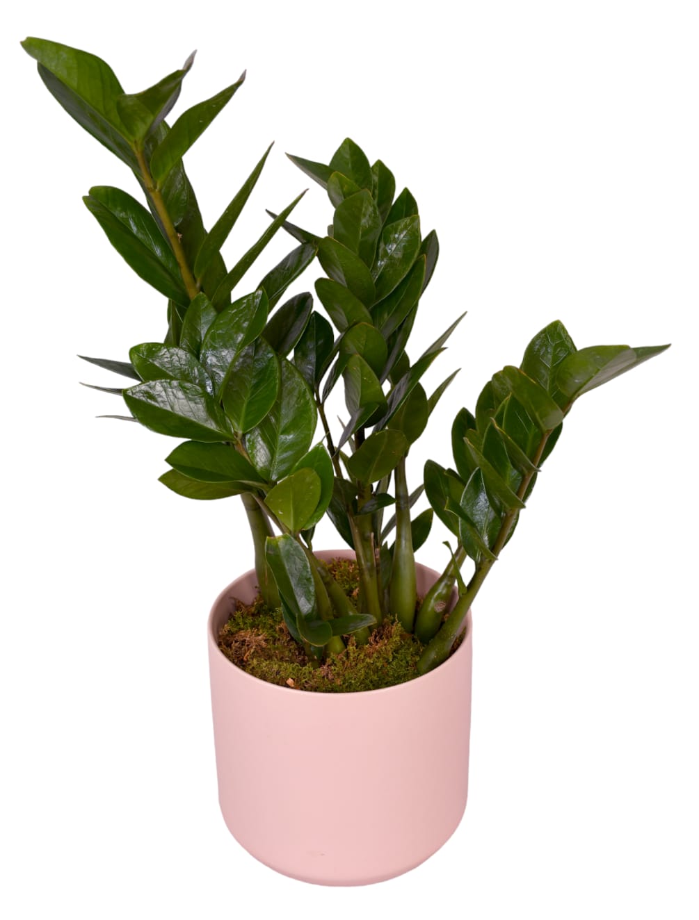 7 inches pot. The ZZ Plant is characterized by its waxy green