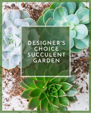 Built to value enjoy many different varieties of succulents colors and sizes