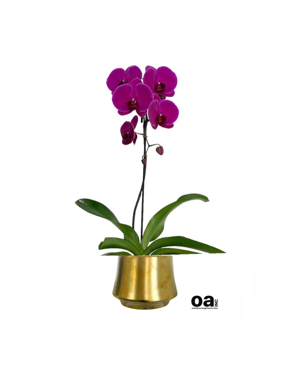 Sunny Isles arrangements orchids 
1 purple orchid flowers 6.5&quot; D x 6.5&quot;