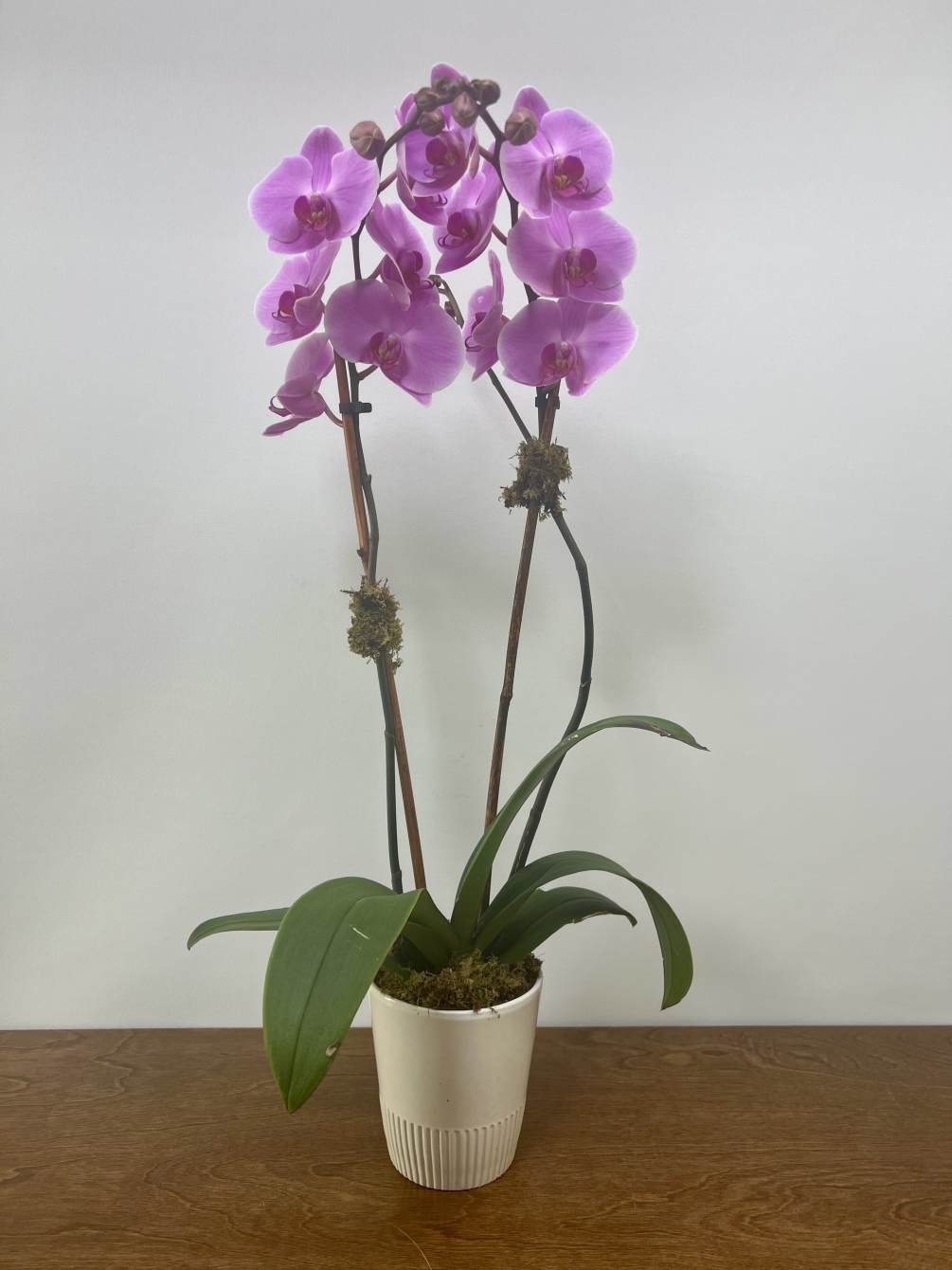 The long stems and large blooms featured in this double spike Phalaenopsis