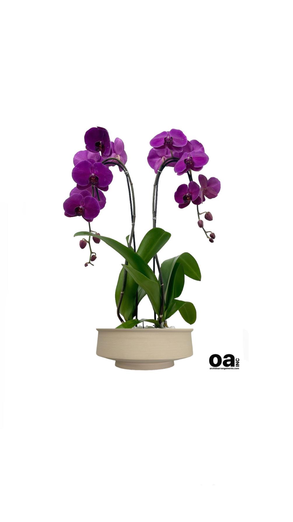 Orchids Coconut Grove floral
2 purple orchids flowers 11&quot; D x 6&quot; T