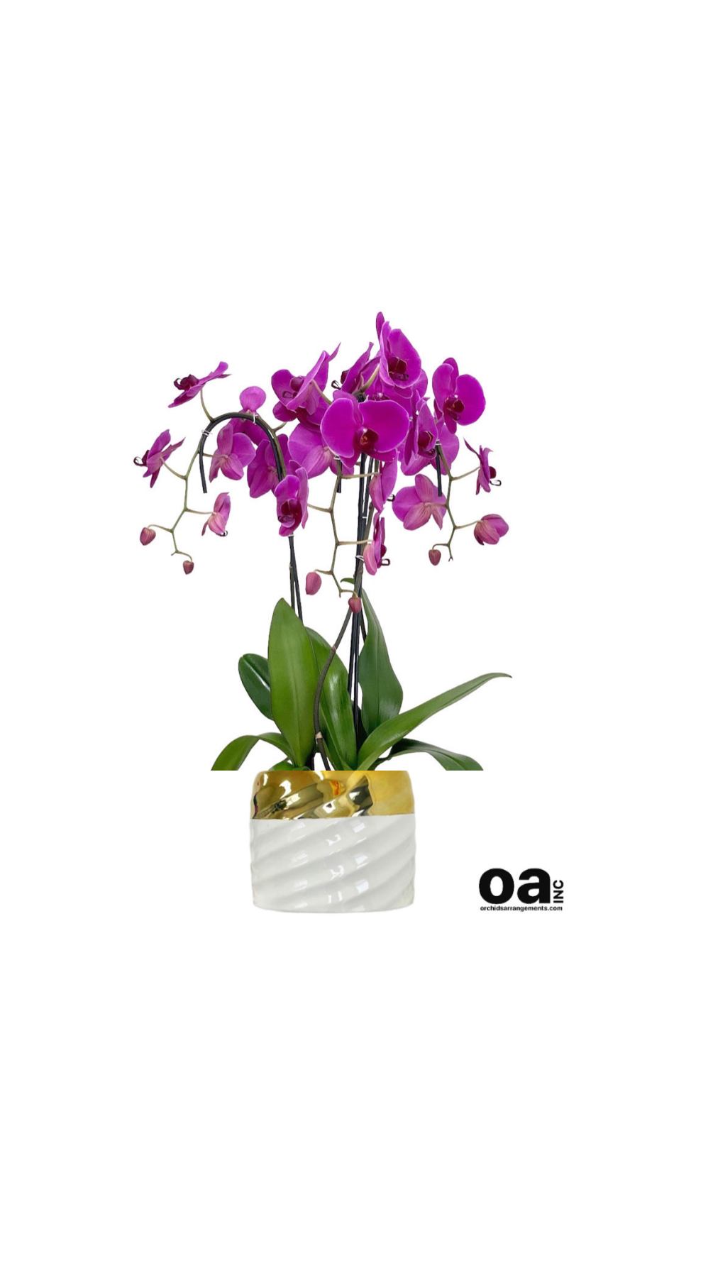 Floral orchids Sunny Isles Beach
3 purple orchids flowers 6.75&quot; D x 6.75&quot;