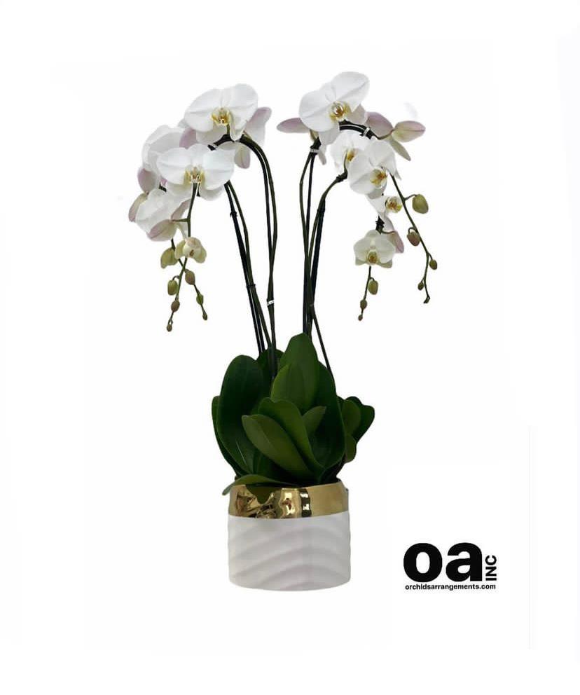Flowers Miami Beach bouquet
4 white orchids flowers 6.75&quot; D x 6.75&quot; T