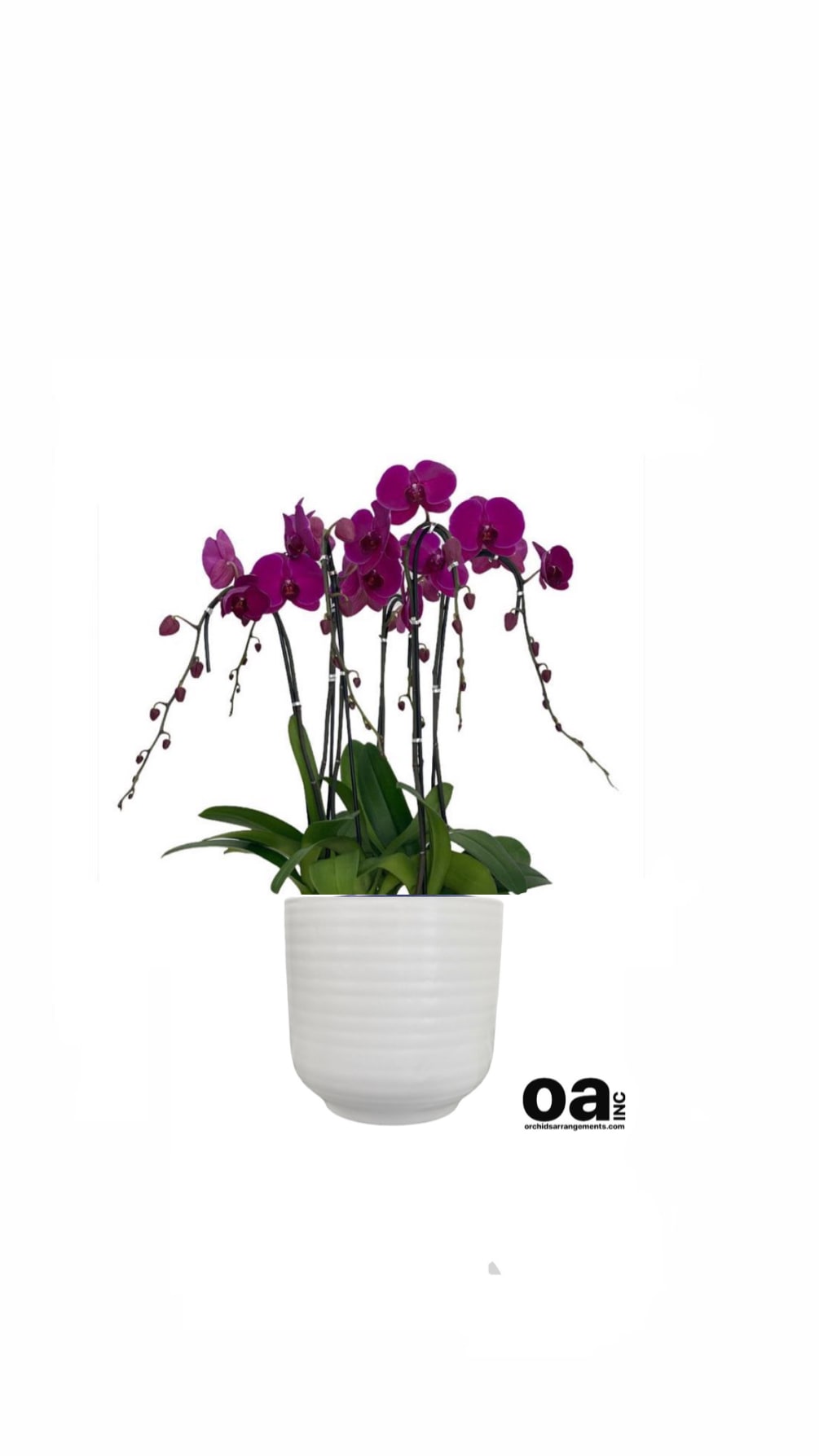 Arrangements Miami Beach orchids
5 purple orchids flowers 8&quot; D x 10&quot; T