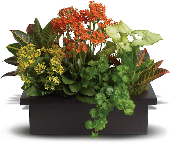 A modern way to send mixed plants! This colorful, long-lasting gift is