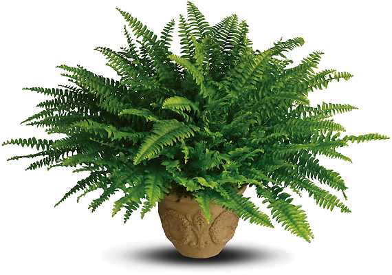 The graceful Boston fern with its lacy, long green fronds is one
