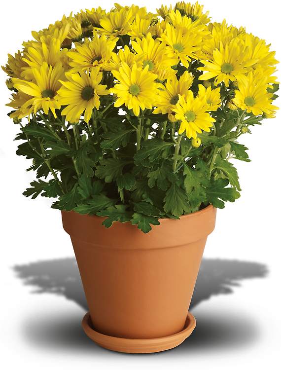 Yellow daisies in a terra-cotta pot. Does it get any sweeter than