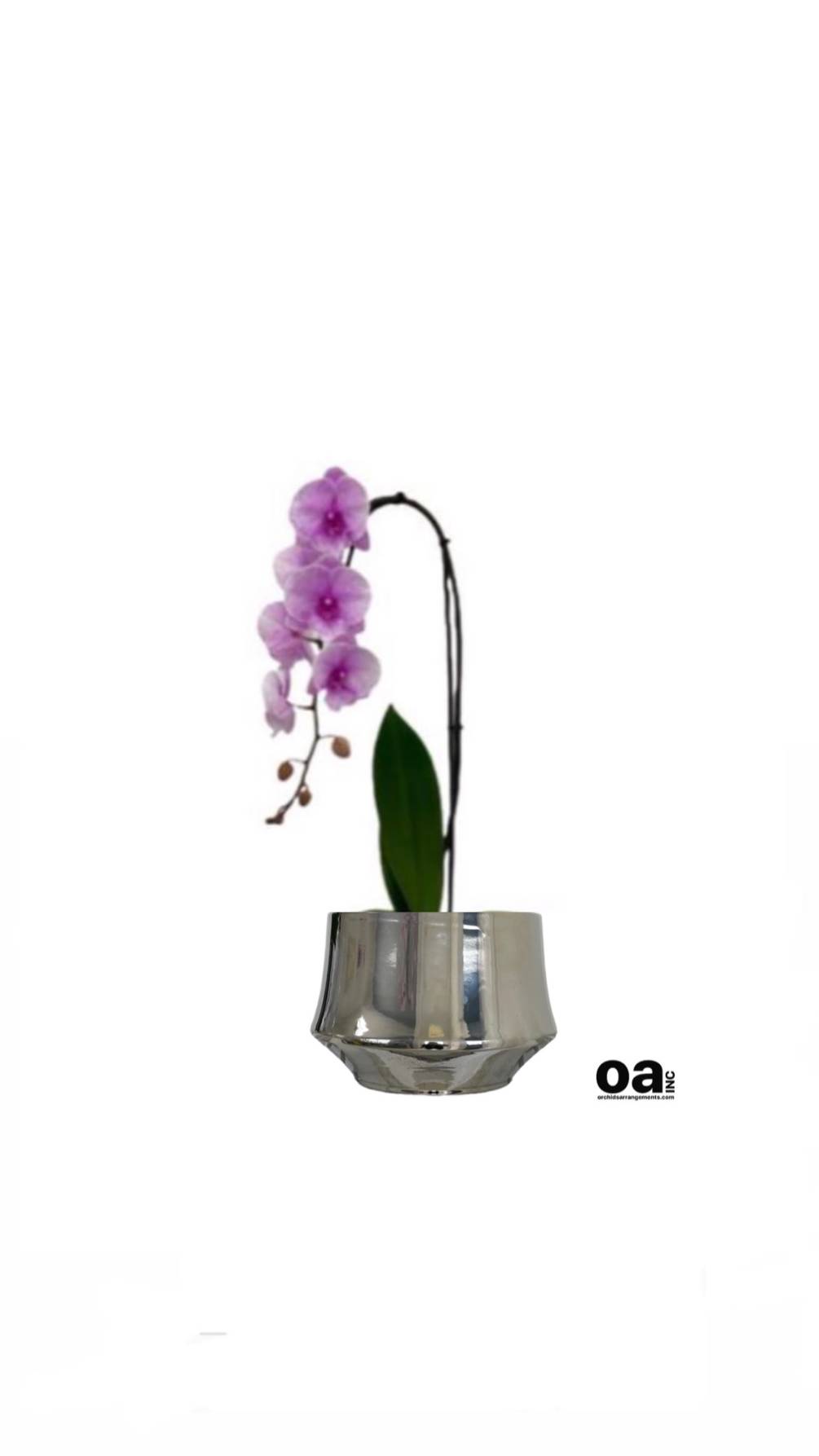 Pinecrest orchids floral
1 pink orchid flowers 8&quot; D x 7&quot; T bouquet
Delivery