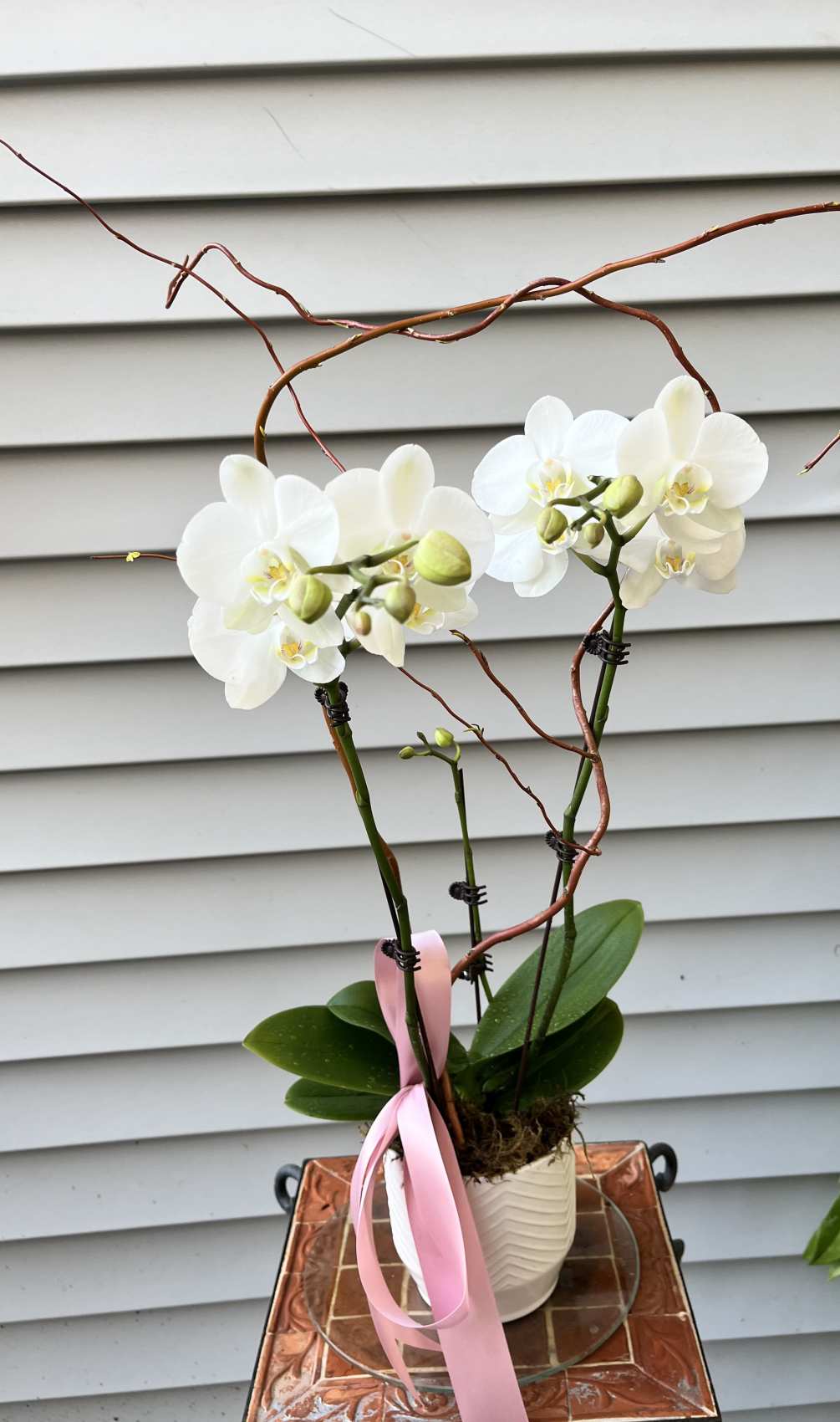  Elenglant 6&#039; double Cymbidium Orchid with your choice of satin ribbon