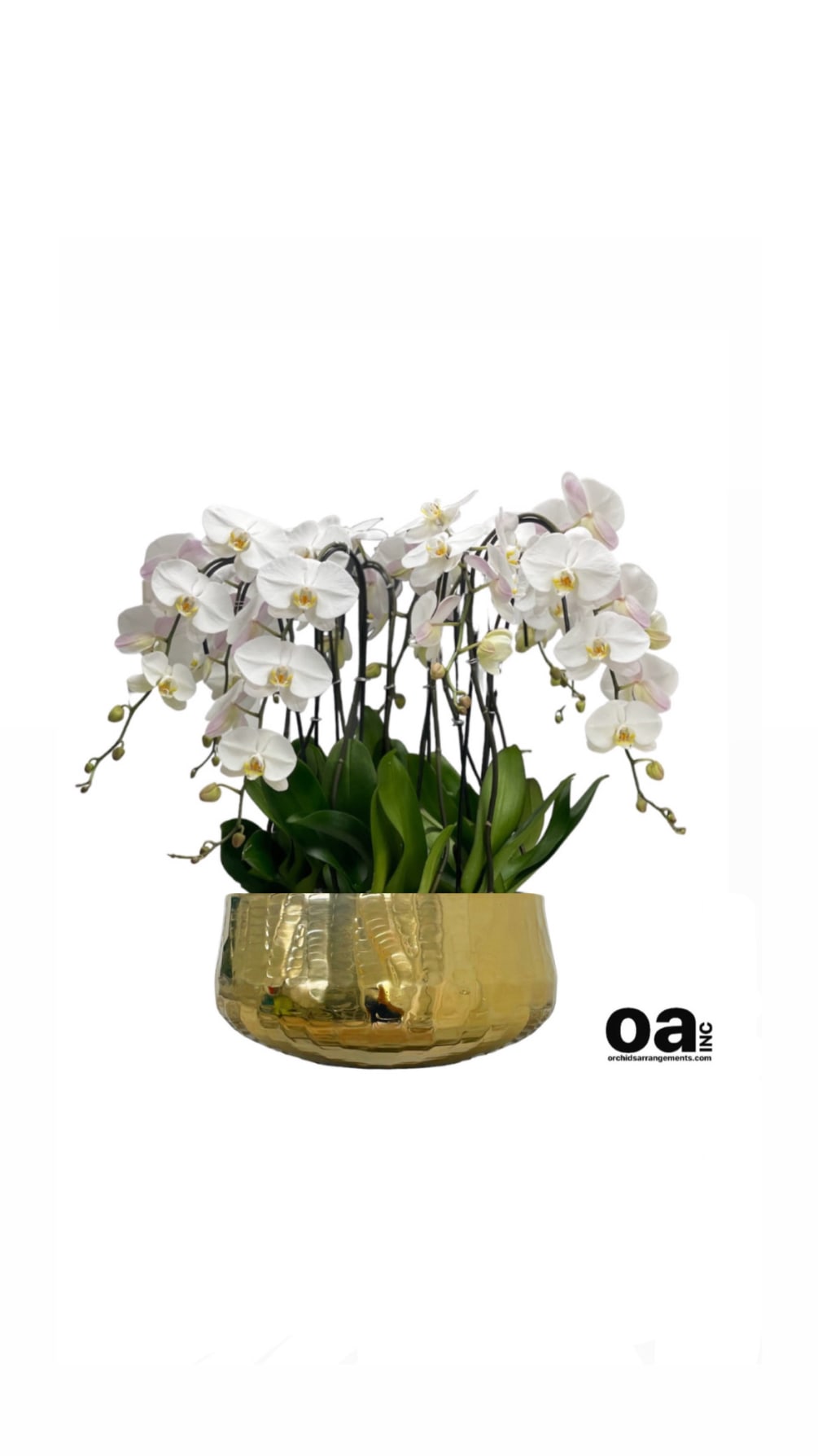 Flowers Sunny isles Beach bouquet
9 white orchids flowers 18&quot; D x 8&quot;