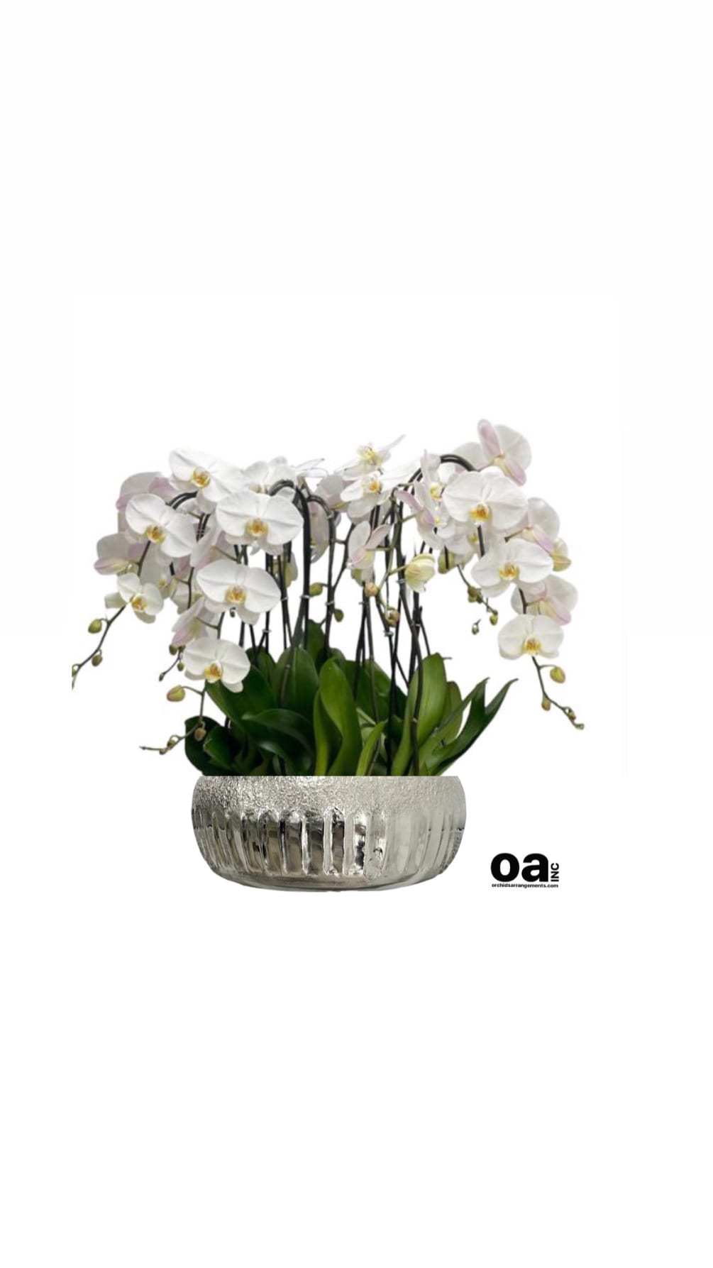 Sunny Isles Beach bouquet orchids
10 white orchids flowers 14&quot; D x 6.5&quot;