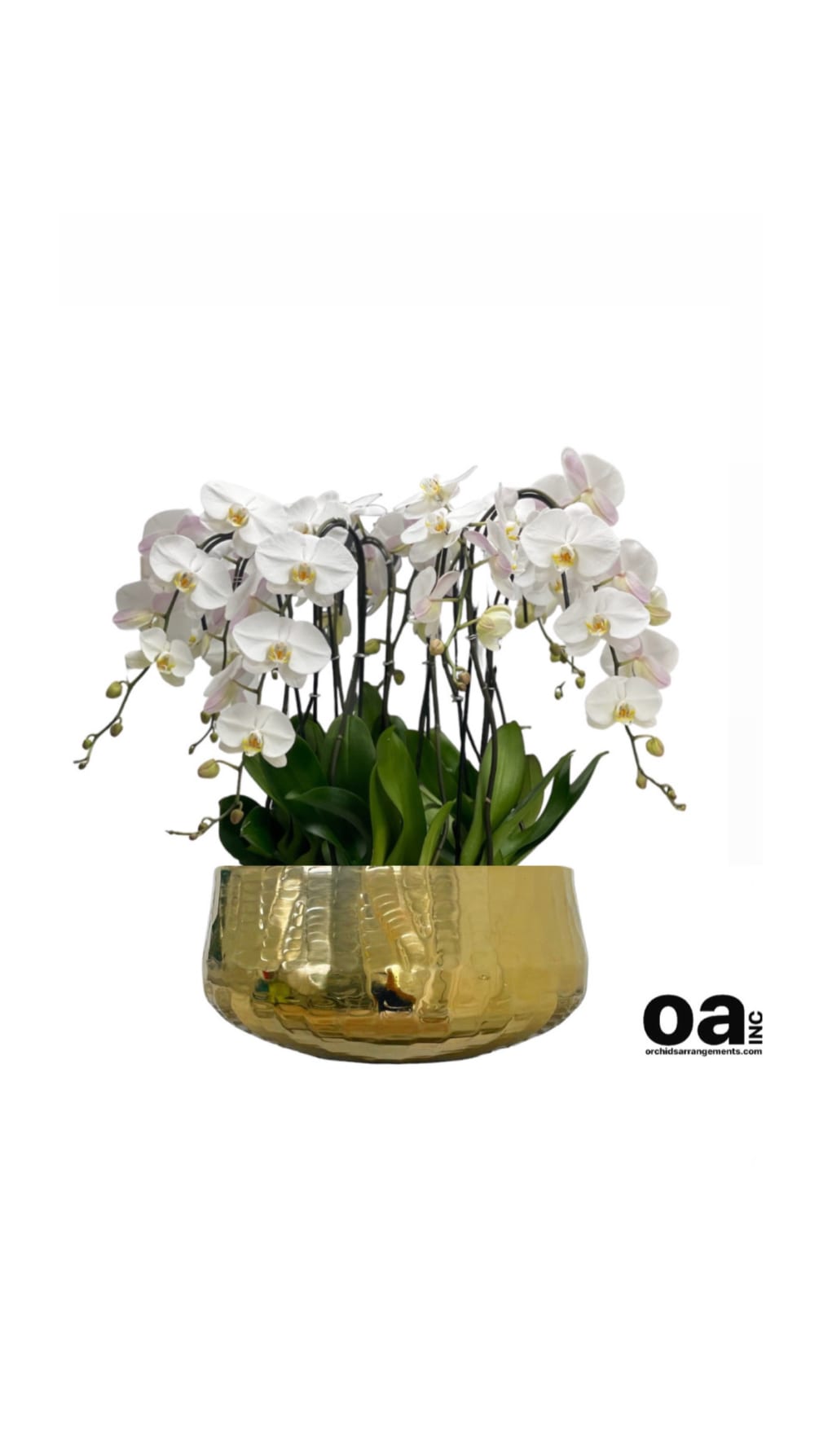 Floral Sunny Isles Beach orchids 
11 white orchids flowers 18&quot; D x