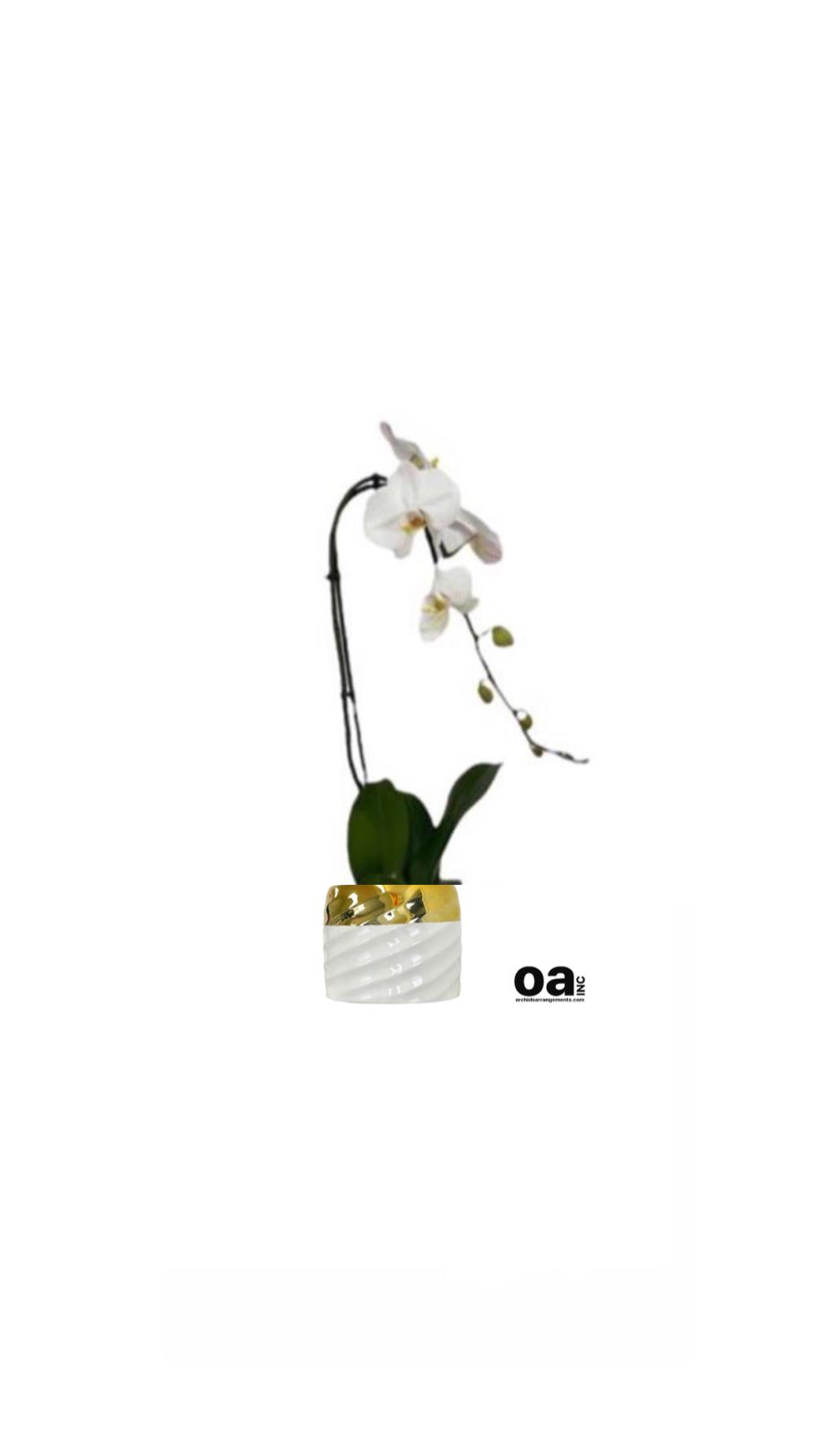 Aventura bouquet flowers
1 white orchid flowers 6.5&quot; D x 7&quot; T bouquet
Delivery