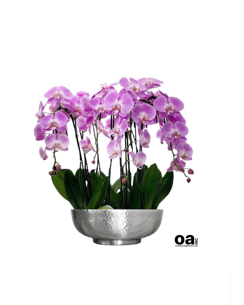 Floral Aventura orchids
8 pink orchids flowers 12&quot; D x 6&quot; T bouquet
Delivery