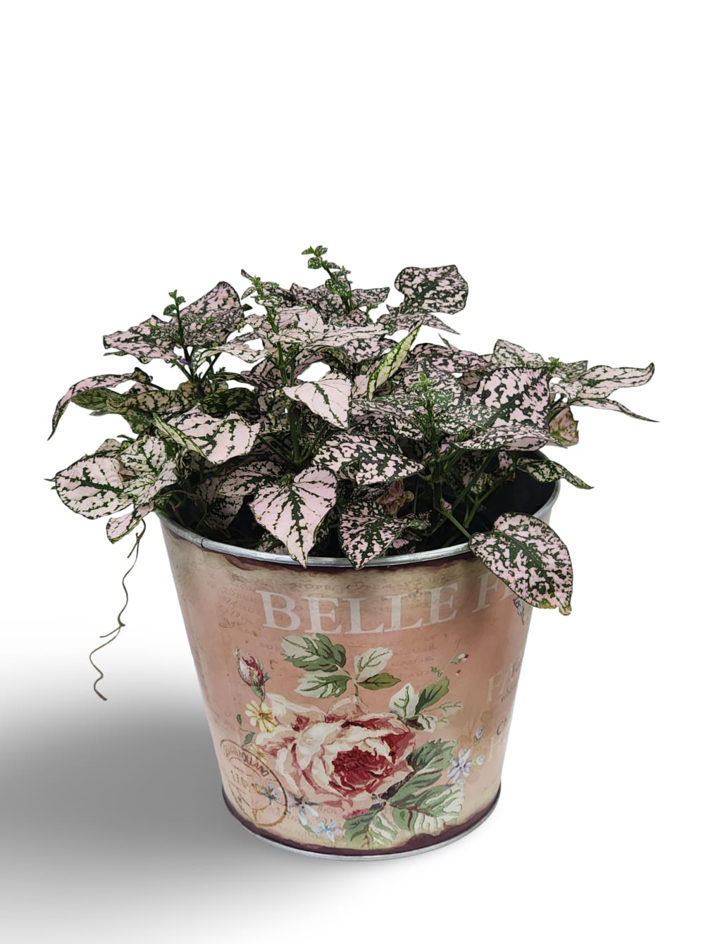 Select this fun 6&quot; pink polka dot plant in a cute tin