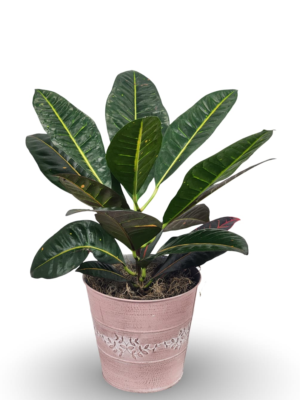 Select this unique plant, a Croton, that is perfect as a gift