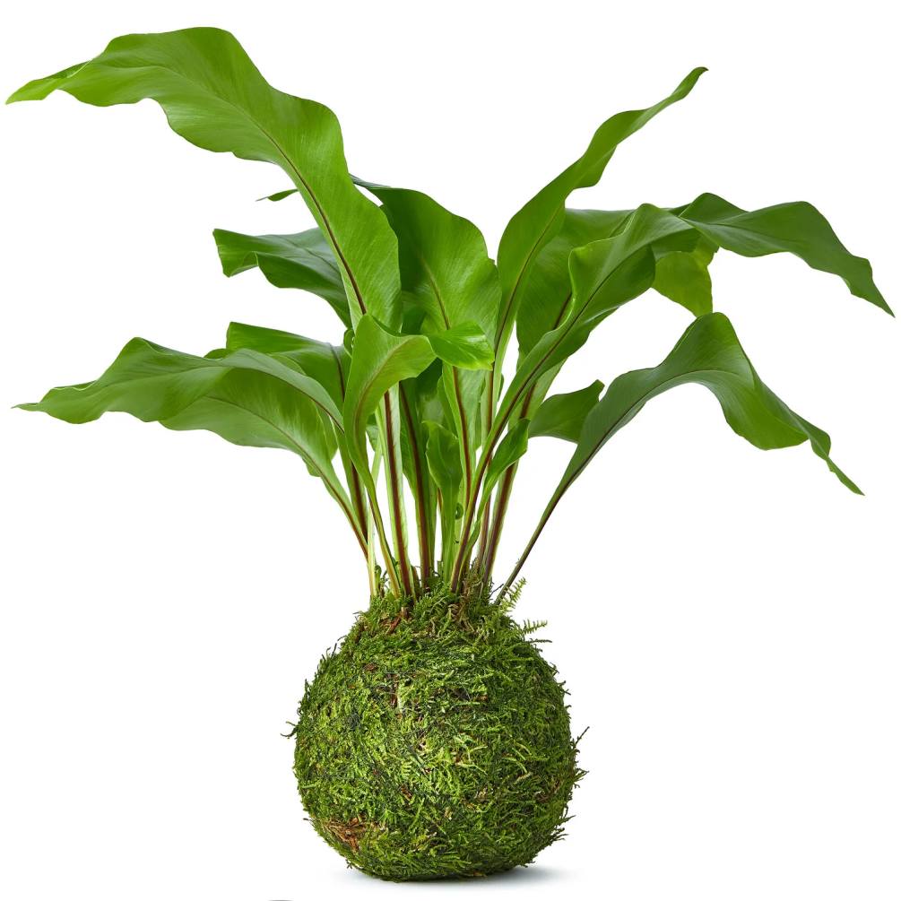 
This Kokedama plant is very easy to look after and also has