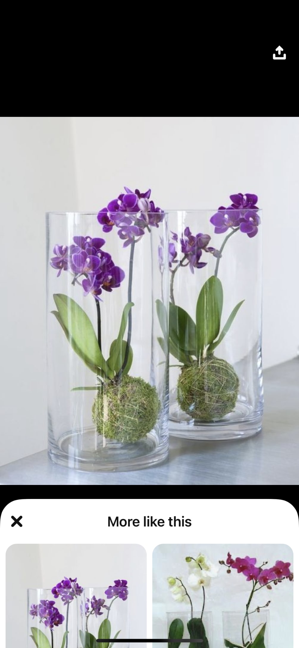 Orchid Kokedama in glass vase 
Best Sellers
Discover Our Bestselling Kokedama Plants

Elevate your