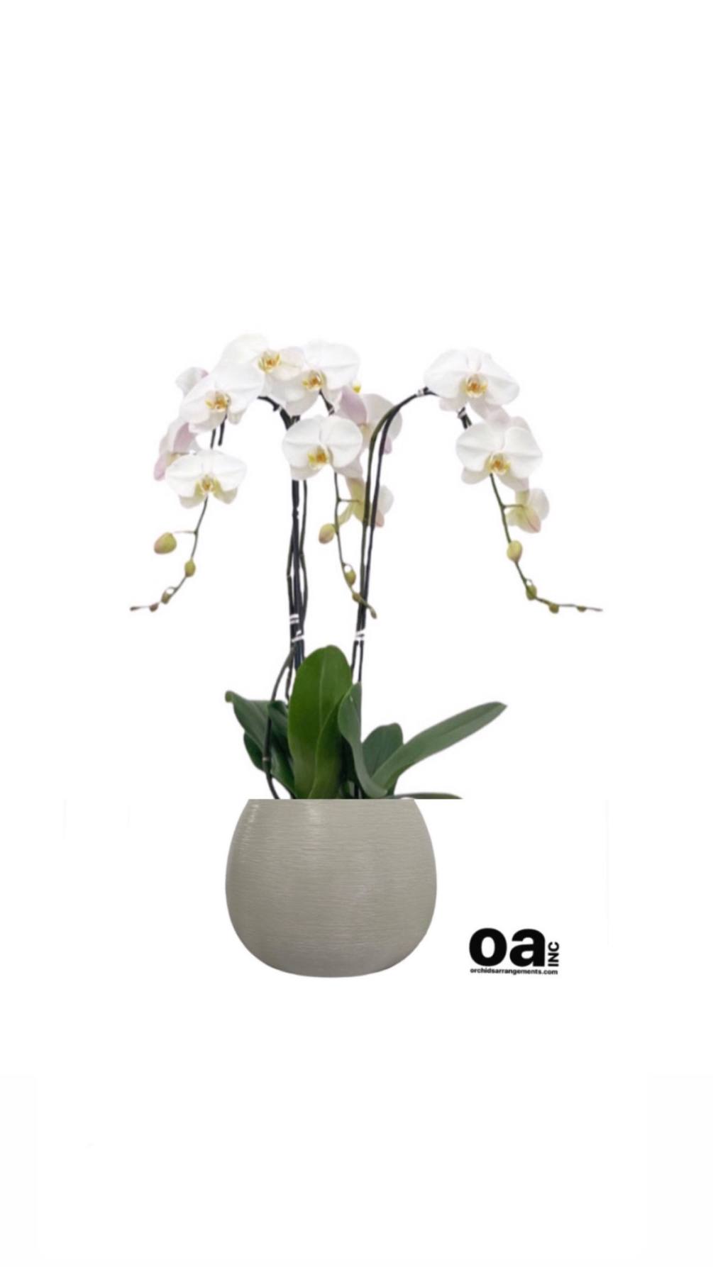 Bay Harbor Islands flowers 
3 white orchids flowers 8&quot; D x 7&quot;