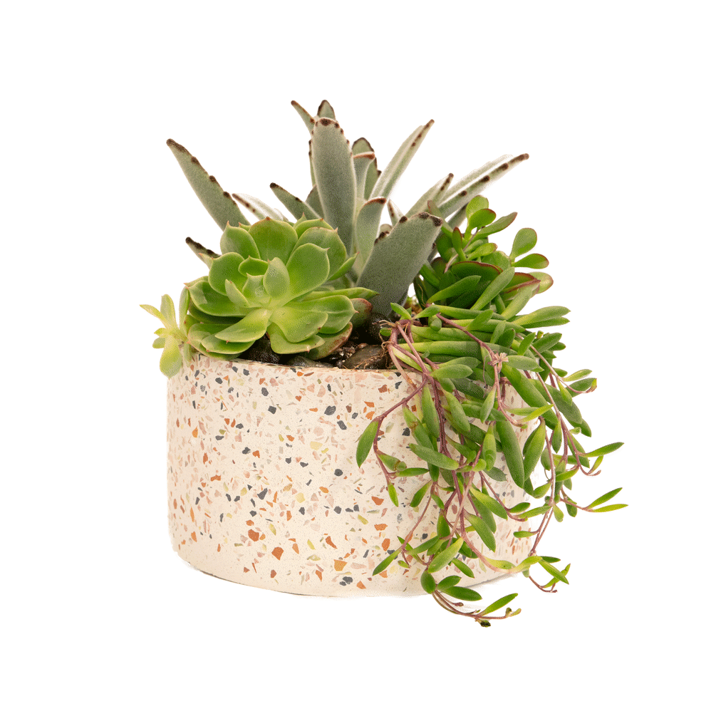Experience the excitement of this handmade Terrazzo garden! Each made with a