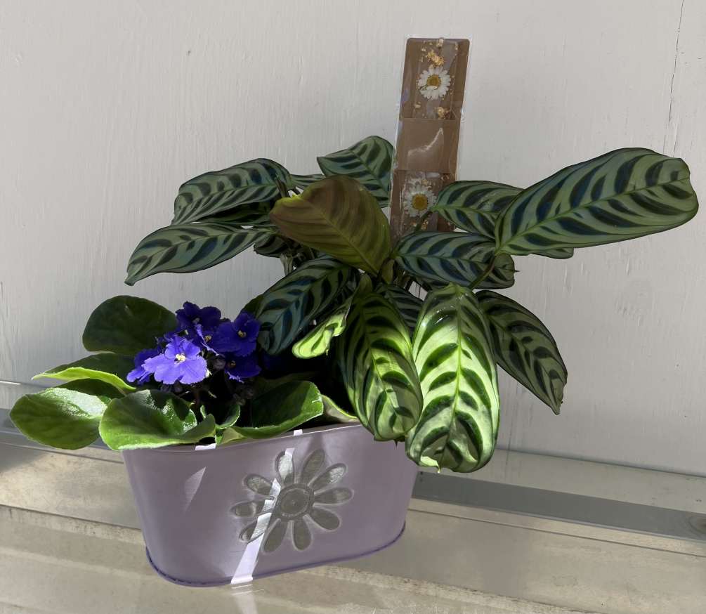 2 adorable 4 inch plants, 1 bloomer and 1 green plant assorted.
