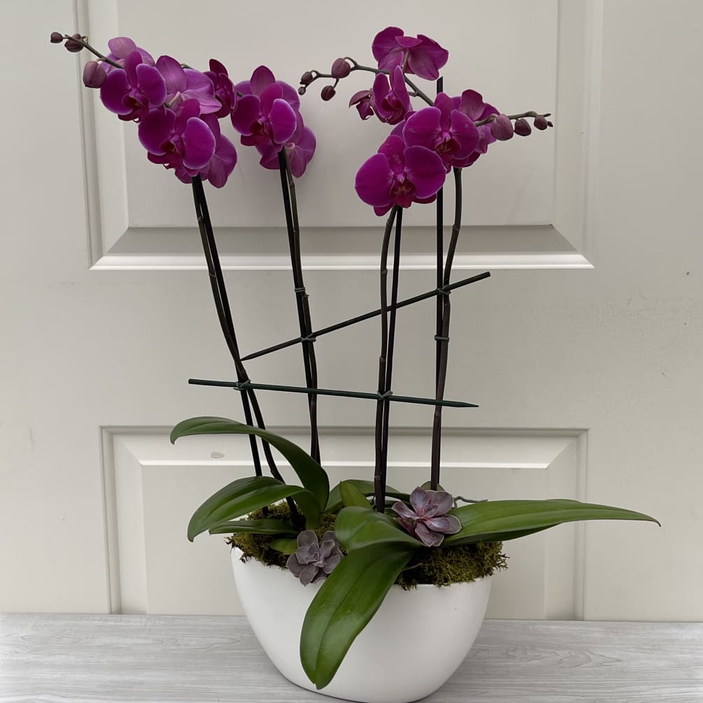 This beautiful (4) Stem Phalaenopsis Orchid Plant Composition is a perfect gift