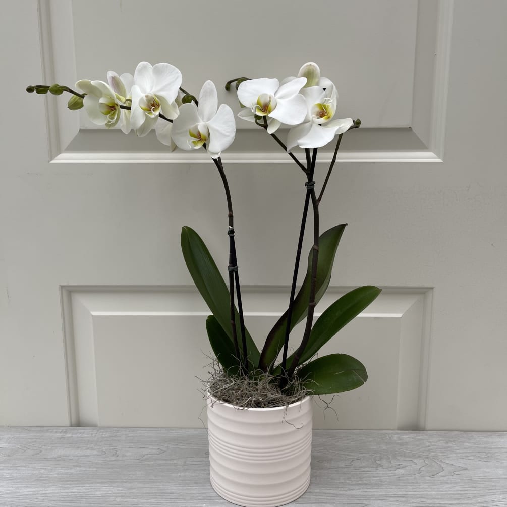 This beautiful Double Stem Phalaenopsis Orchid plant is the perfect gift for