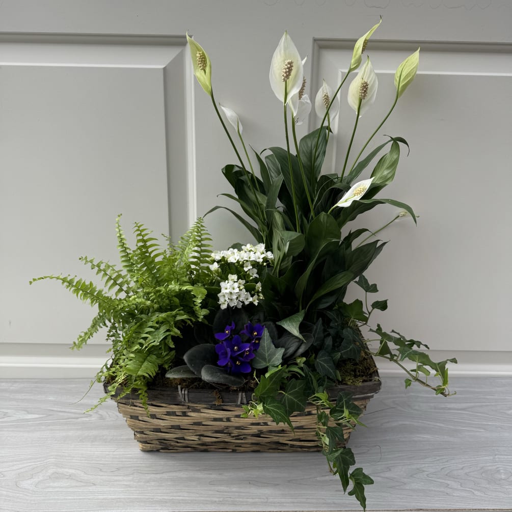 A grouping of green and blooming plants in a basket. Plants and