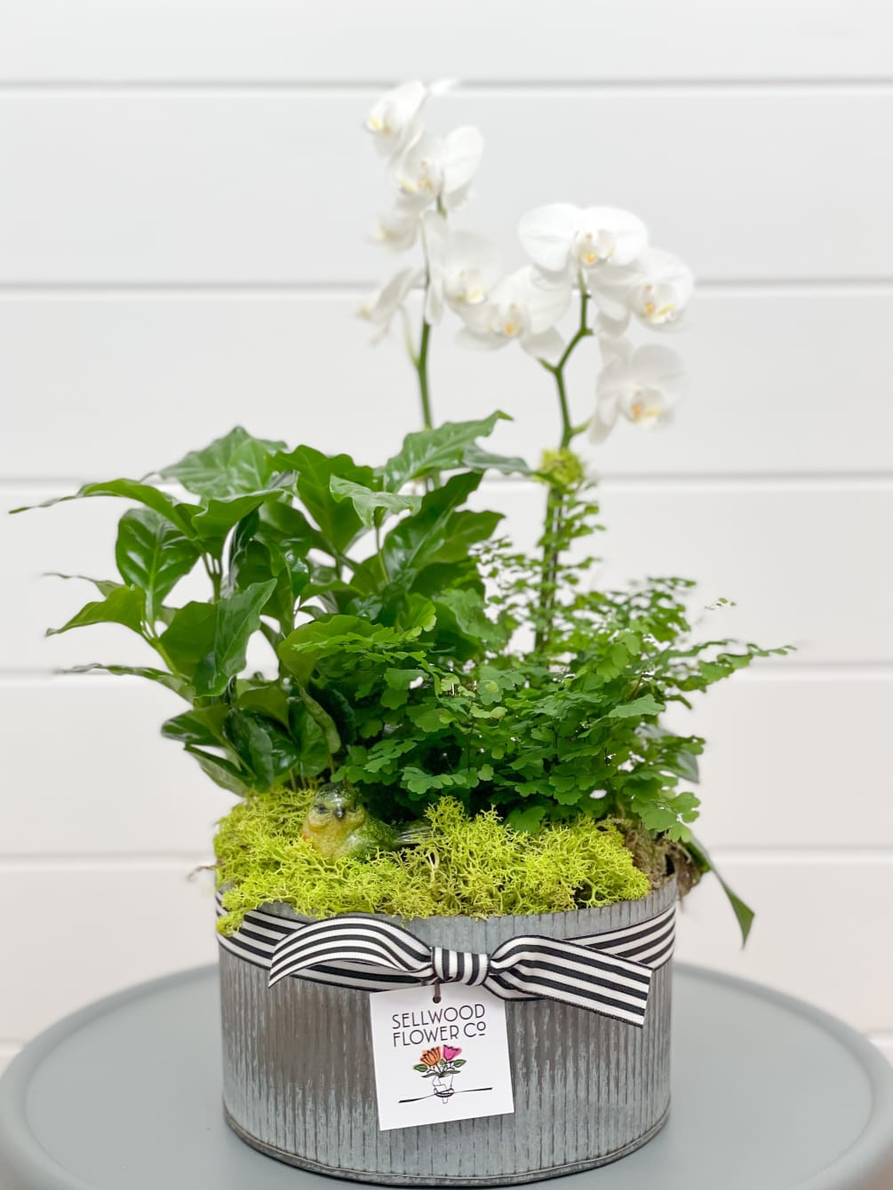 This living arrangement includes a collection of green and flowering plants that