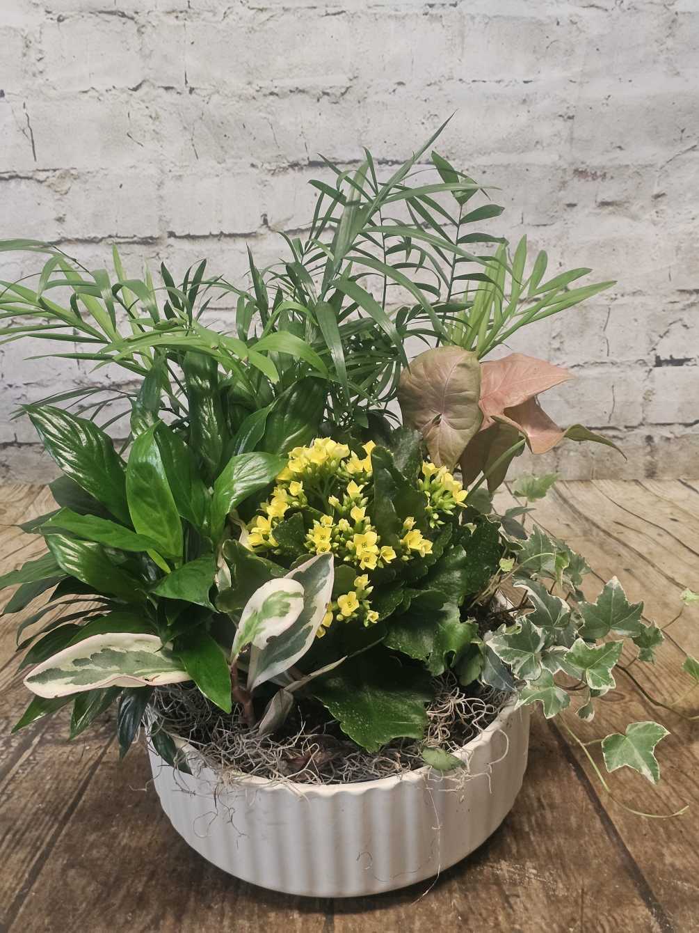 Easy care assortment of tropical plants in a ceramic planter. 
(Content may