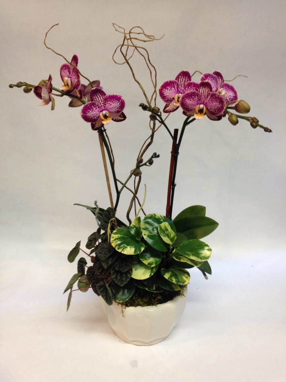 This planter comes complete with two stems orchid plant, curly willow, and