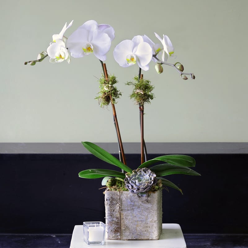 White Phalaenopsis orchid with succulent