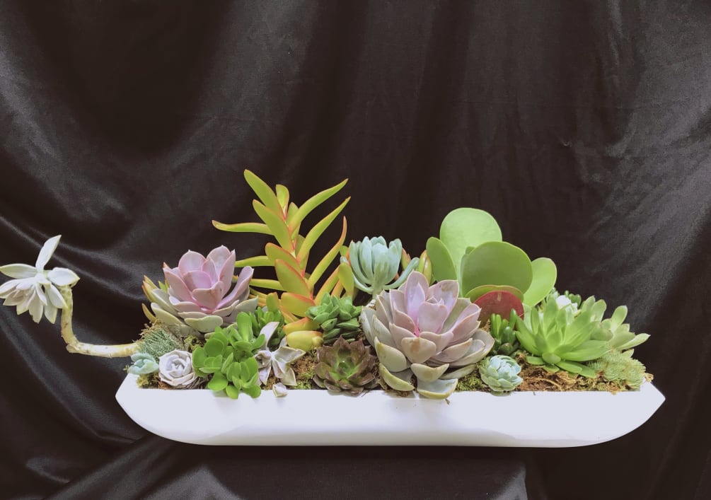 succulents assortment with modern white rectangular container