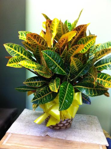  8&quot; Croton N Basket w/ bow

In some instances, the florists&rsquo; photo