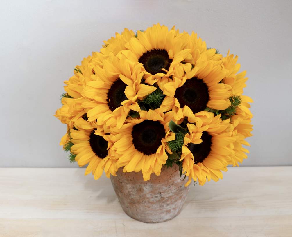 Sunflowers beautifully arranged in a rustic terra cotta pot with seasonal greenery.