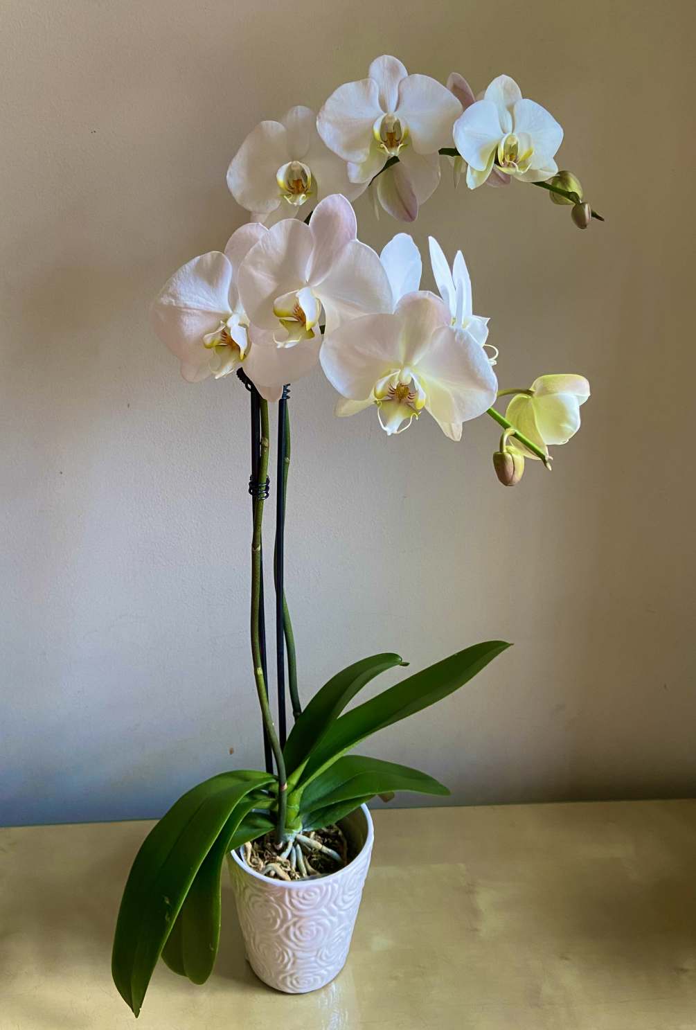 The best gift for any occasion. Stately white phalaenopsis orchid plant looks