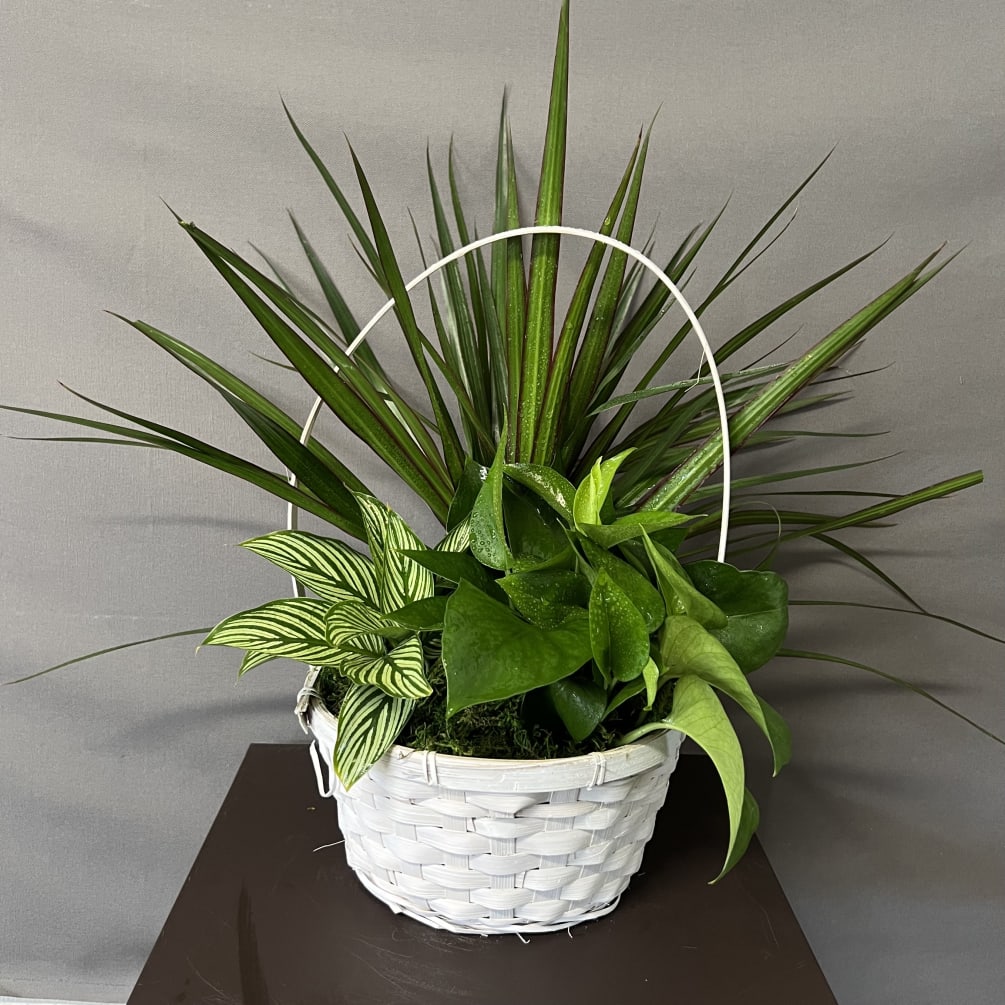 These plant arrangement is a great gift for many occasions. It is